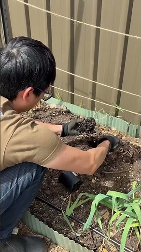 Growing rockmelon from seeds #mybackyardgarden #growfruit
