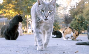 2.1M views · 7.9K reactions | There are over 1,000 cats living in their own huge house in Parlier, California . One. Thousand. Cats. This is The Cat House On The Kings.com. | Great Big Story | Facebook