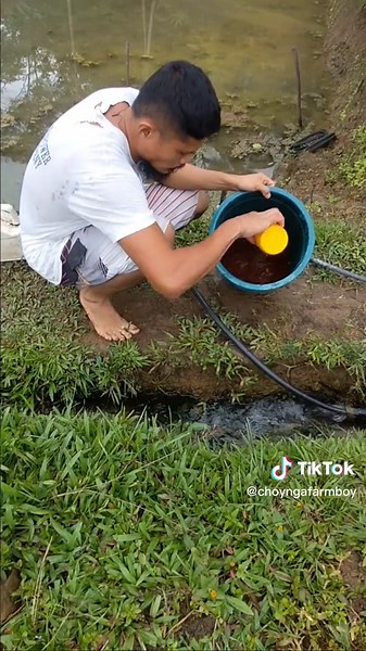 Tilapia Farming with Indigenous Microorganisms (IMO)