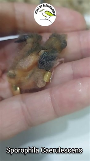 🐣 Look at these baby collared doves, only 5 days old!