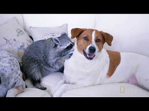 Una Mapache Entrenada para ir al Baño | Nat Geo