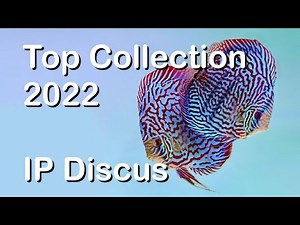 สุดยอดสายพันธุ์ปอมปาดัวร์ The Best of IP Discus 2022