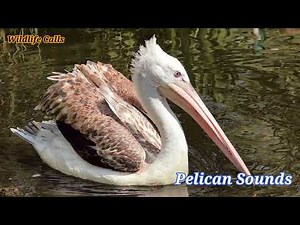 Pelican sounds (Birds Voices)