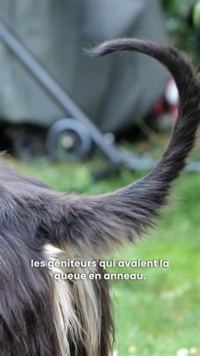 Le secret (inutile 😬) de la queue du Lévrier Afghan ! 🤫