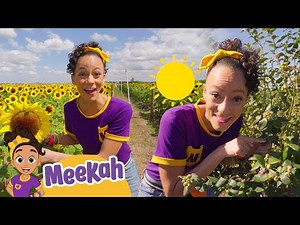 Meekah harvests blueberries | Farm Videos | Educational Videos for Kids