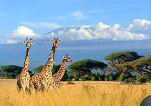 10 facts about giraffes you probably didn't know
