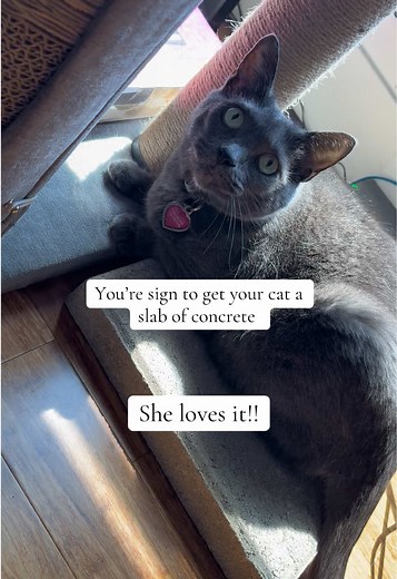 Why Cats Love Concrete Slabs