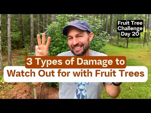 3 Types of Damage to Watch Out for with Fruit Trees - Fruit Tree Challenge Day 20