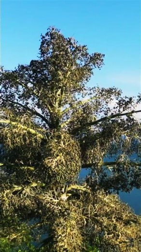 Tree of Life #Life #Tree #overlooking #aerialview #beachcove