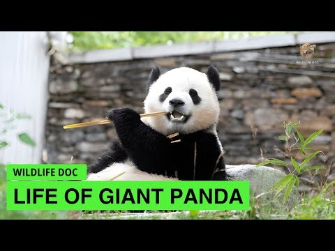 Life of Rare Panda, The Cutest Animal | Wildlife Documentary