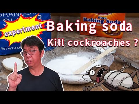 Is it true that baking soda and sugar can kill cockroaches? 12 days of experiment records