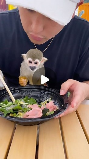 リスザルPiPi🐒💛 on Instagram: "ピピと関西旅行🚗💨 いい子に秀哉の膝の上座って、 生しらすバクバク食べてた🤭🤭 旅行中チートデイしすぎたなぁ🤫❤️笑 #リスザルのいる生活 #リスザルのピピ #monkey #コモンリスザル #猿 #猿好きな人と繋がりたい #赤ちゃん #家族 #squirrelmonkey #ピピちゃん"