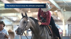 627 reactions · 71 shares | Discover the Arabian Horse: Grace and versatility like no other! From conquering terrains worldwide to excelling in every show ring, they redefine versatility. Ready to experience their magic? Join us at the Arabian Horse Association today! ✨ #ArabianElegance #versatilecompanions #JoinTheShow #arabianhorse Learn more about the greatest breed on Earth here ⤵️ https://www.arabianhorses.org/ | Arabian Horse Association | Facebook