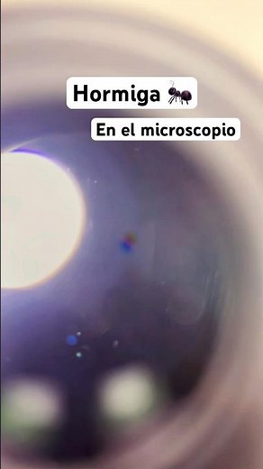 Hormiga en el microscopio | #ciencia