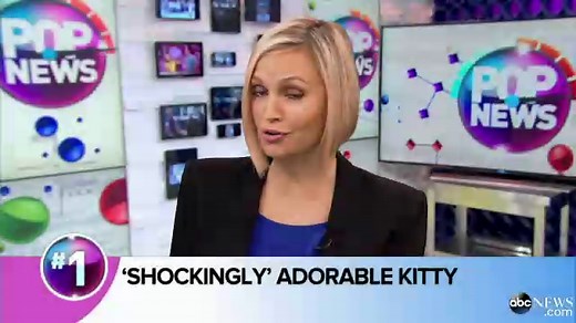 See the Cat That Looks Perpetually Surprised