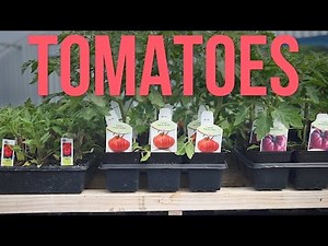 Tomatoes in Containers