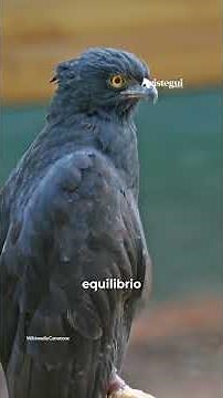 Histórico hallazgo en Querétaro: detectan por primera vez al águila tirana en la Sierra Gorda.