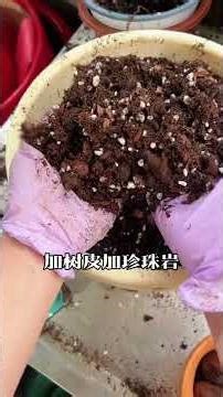 My Teammate's Prank: Begonia Massacre