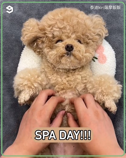 82K views · 2.1K reactions | Spa day with the teddy bear 笠 | Barked | Facebook