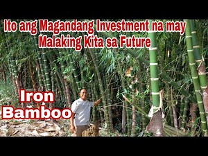 Iron Bamboo Farming in the Philippines
