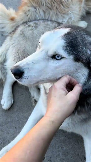 When we say yes to bringing a dog into R4A its for their lifetime