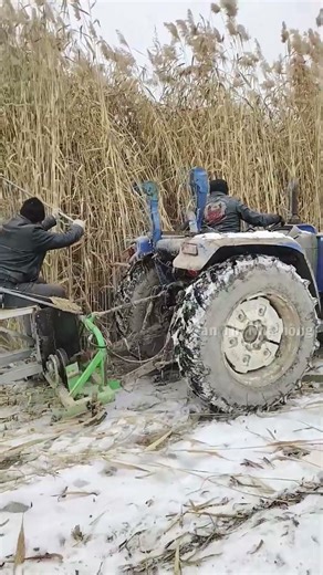How to harvest reeds using a tractor.
