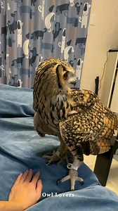 244K views · 7.3K reactions | Wow so cute owl黎 #owl | Owl Lovers | Facebook