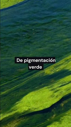 ¿Sabias que? Las algas...