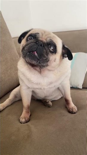 柿が美味しくてパクパク食べるパグ犬 I like persimmons！