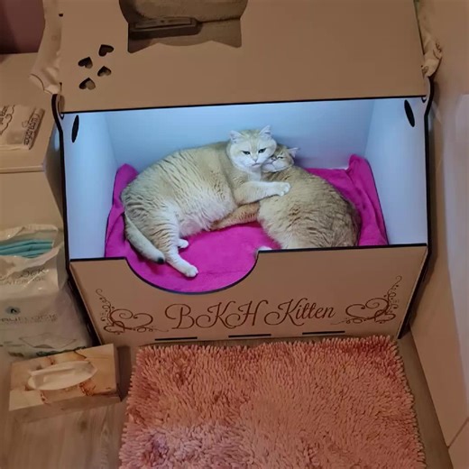 Lanas Britichecats #katzenbabys #catbabys #katzengeburt #беременнаякошка #родыукошки