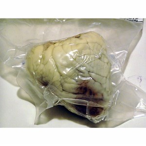 How do I Easily Learn Veterinary Anatomy & Physiology? | Synonym