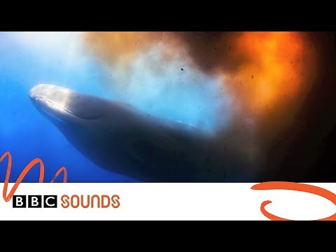 Thar she blows! Diver caught in whale 'poonado' | BBC Sounds