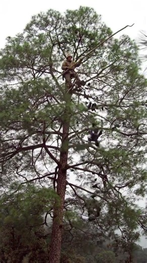 chilgoza harvesting #pinus