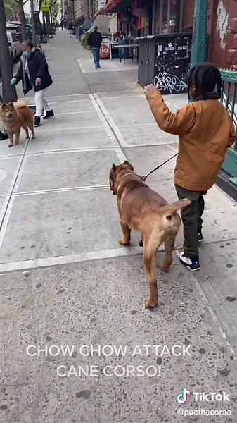 Chow chow attacks cane corso ! 😱 #dogattack #chowchow #canecorso #training #dogfight #obedience #viral