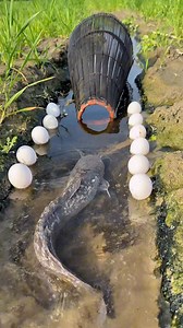 424K views · 238 reactions | Amazing bamboo traps for giant catfish catching #reels | Daily Fishing Vlog | Facebook