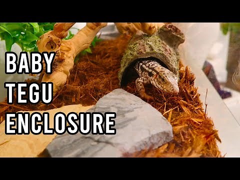 Bringing him home!! TEGU ENCLOSURE SET UP! | KristenLeannimal
