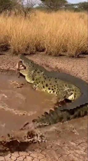 Crocodile Ambush Saves Dik-Dik at the Last Second | Wild Jackal Attack Gone Wrong🐆🐊#shorts #viral
