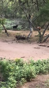 15K views · 120 reactions | Ram fight! | Independence Ranch | Facebook