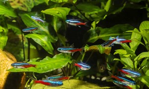 14 Things Neon Tetras Like to Eat Most (Diet, Care & Feeding Tips)