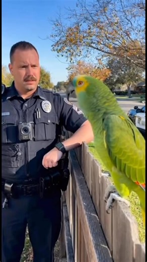 62K views · 1.7K reactions | Cop: “You’re trespassing!”  Parrot: “I got property rights, you badge-wearing clown!” 列 The sass, the attitude, the LEGAL CONFIDENCE  #ParrotComedy #FunnyAnimals #ViralVideo #AIshorts #TalkingParrot #ParrotVsCop | Savage Parrot | Facebook