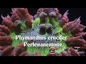 Phymanthus crucifer Perlenanemone