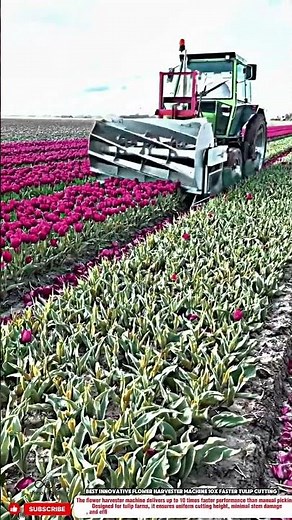 Best Innovative Flower Harvester Machine 10x Faster Tulip Cutting