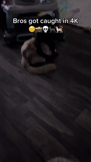 Hilarious Gay Cat Meme Compilation