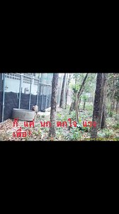 61K views · 1.2K reactions | Thailand Tiger Project DNP on Reels | Facebook