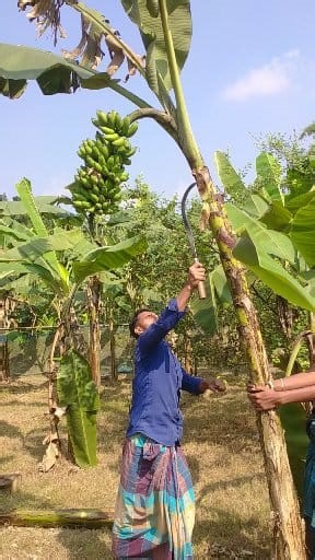 How to harvesting banana (Epp-934)#funny#shortsvideo#trendingvideo #cutting#farming#bananacutting #fruit#viral🍌🍌🍌🍌🍌😆 | Shakil Molla