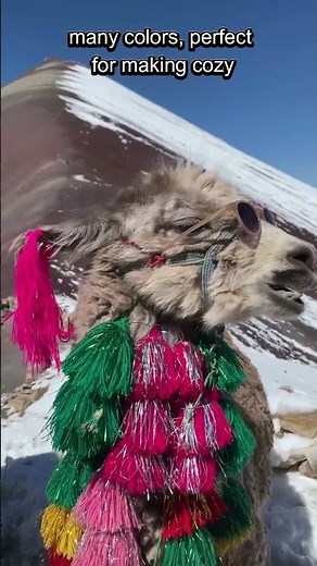 Llamas Are Great Pack and Guard Animals.