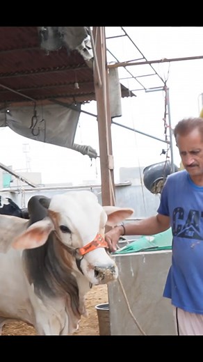 1.1K views · 13 reactions | Cow catwalk on rooftop at Chand Bail House Karachi #cowmandi2023 #rooftopfarm #Chandbail #chandbailhouse #viral #eid2023 #bakraeid2023 #tranding #cow #cowtiktok | Taste By Kamal | Facebook