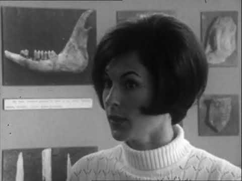 Les Magdaléniens à Pincevent - André Leroi-Gourhan (1966)