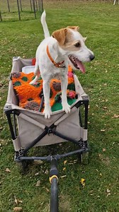 Samen opruimen na een drukke trainingsdag💪🐾 | Hondensportcentrum Nicole