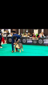 Elijah vs Baron vs Chaos for the Best Male Standard American Bully Ring 1 | Gene Paul Santos